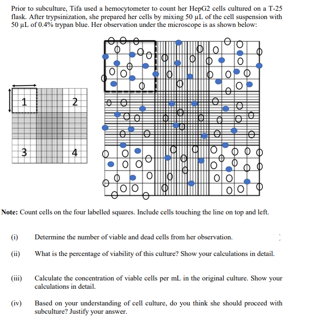 Prior to subculture, Tifa used a hemocytometer to count her HepG2 cells cultured on a T-25
flask. After trypsinization, she prepared her cells by mixing 50 µL of the cell suspension with
50 μL of 0.4% trypan blue. Her observation under the microscope is as shown below:
1
(1)
(ii)
3
(iii)
2
(iv)
4
Note: Count cells on the four labelled squares. Include cells touching the line on top and left.
18P
06.
¿66
Ⓡ
Determine the number of viable and dead cells from her observation.
What is the percentage of viability of this culture? Show your calculations in detail.
Calculate the concentration of viable cells per mL in the original culture. Show your
calculations in detail.
Based on your understanding of cell culture, do you think she should proceed with
subculture? Justify your answer.