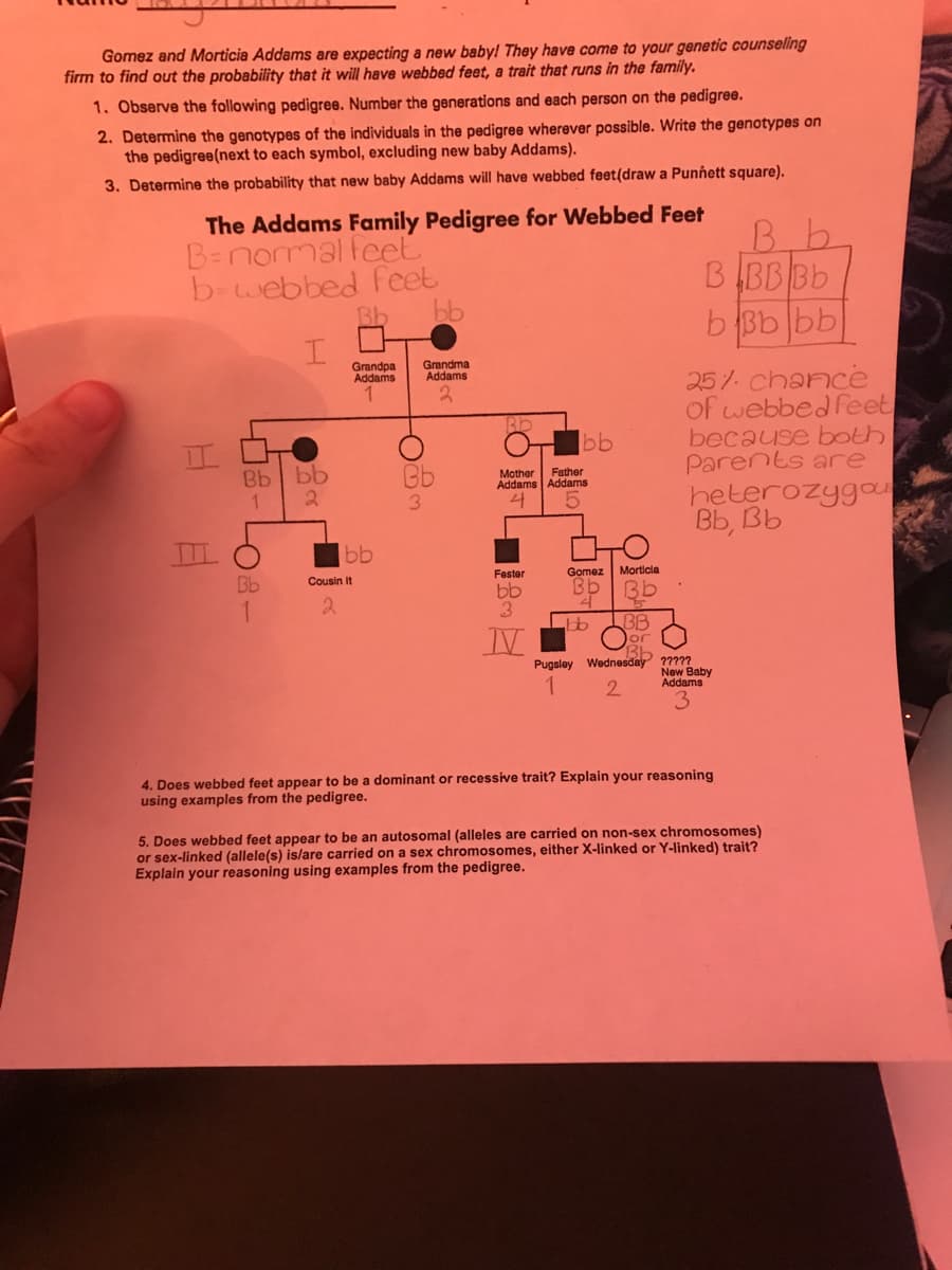 Gomez and Morticia Addams are expecting a new baby! They have come to your genetic counseling
firm to find out the probability that it will have webbed feet, a trait that runs in the family.
1. Observe the following pedigree. Number the generations and each person on the pedigree.
2. Determine the genotypes of the individuals in the pedigree wherever possible. Write the genotypes on
the pedigree(next to each symbol, excluding new baby Addams).
3. Determine the probability that new baby Addams will have webbed feet(draw a Punnett square).
The Addams Family Pedigree for Webbed Feet
B=normal feet
b-webbed feet
Bb
8-408-
Bb
Bb
H
bb
2
Grandpa
Addams
bb
Cousin it
2
bb
Grandma
Addams
2
Bb
3
Bb
bb
Mother Father
Addams Addams
4
5
Fester
bb
3
N
Gomez Morticia
Bb
4
bb
BB
B
b
BBB Bb
bbbbb
25% chance
of webbed feet
because both
Parents are
heterozygous
Bb Bb
Pugsley Wednesday ?????
1
2
New Baby
Addams
4. Does webbed feet appear to be a dominant or recessive trait? Explain your reasoning
using examples from the pedigree.
5. Does webbed feet appear to be an autosomal (alleles are carried on non-sex chromosomes)
or sex-linked (allele(s) is/are carried on a sex chromosomes, either X-linked or Y-linked) trait?
Explain your reasoning using examples from the pedigree.