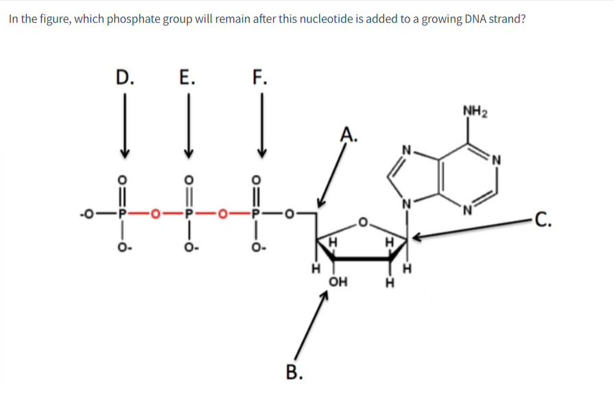 In the figure, which phosphate group will remain after this nucleotide is added to a growing DNA strand?
9
-0
D.
01916
-P-
O-
E.
01916
F.
O-
B.
H
H
OH
H
H
NH₂
C.