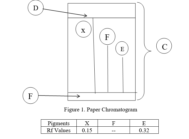 D
X
F
C
E
F
Figure 1. Paper Chromatogram
Pigments
F
E
Rf Values
0.15
0.32
--
