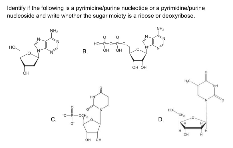 Identify if the following is a pyrimidine/purine nucleotide or a pyrimidine/purine
nucleoside and write whether the sugar moiety is a ribose or deoxyribose.
NH2
NH2
HO-P-o
HO
В.
ÓH ÓH
ОН
H3C.
NH
HN
но
С.
OCH2
CH2
D.
H.
OH
он
OH
