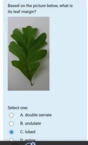 Based on the picture below, what is
its leaf margin?
Select one:
O A double serrate
B. undulate
C. lobed
D entire
