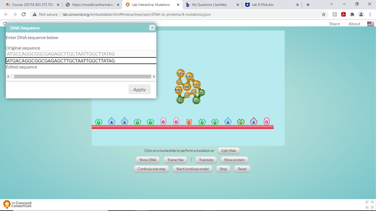 n Course: 2021FA BIO 275 700 x
O https://moodle.isothermal.ed x
Q Lab Interactive: Mutations
b My Questions | bartleby
Lab 9 DNA.doc
+
A Not secure | lab.concord.org/embeddable.html#interactives/sam/DNA-to-proteins/4-mutations.json
Share
About
DNA Sequence
Enter DNA sequence below
Original sequence
ATGCCAGGCGGCGAGAGCTTGCTAATTGGCTTATAG
ATGACAGGCGGCGAGAGCTTGCTAATTGGCTTATAG
Edited sequence
(Leu
(Leu
Gly
Leu
le
Met
Gly Ser
Gly
Thr
Apply
Glu
Click on a nucleotide to perform a mutation or
Edit DNA
Show DNA
Transcribe
Translate
Show protein
Continue one step
Start/continue model
Stop
Reset
The Concord
Consortium
