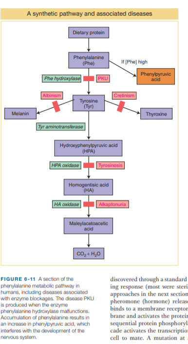 A synthetic pathway and associated diseases
Dietary protein
Phenylalanine
(Phe)
If (Phe] high
Phe hydroxylase
PKU
Phenylpyruvic
acid
Albinism
Cretinism
Tyrosine
(Tyr)
Melanin
Thyroxine
Tyr aminotransferase
Hydraxyphenylpyruvic acid
(НРА)
HPA oxídase
Tyrosinosis
Homogentisic acid
(НА)
HA oxidase
Alkaptonuria
Maleylacetoacetic
acid
co, + H,0
FIGURE 6-11 A section of the
phenylalanine metabolic pathway in
humans, including diseases associated
with enzyme blockages. The disease PKU
is produced when the enzyme
phenylalanine hydroxylase malfunctions.
Accumulation of phenylalanine results in
an increase in phenylpyruvic acid, which
interferes with the development of the
nervous system.
discovered through a standard
ing response (most were steri
approaches in the next section
pheromone (hormone) releas»
binds to a membrane receptor
brane and activates the proteir
sequential protein phosphoryl.
cade activates the transcriptio:
cell to mate. A mutation at
