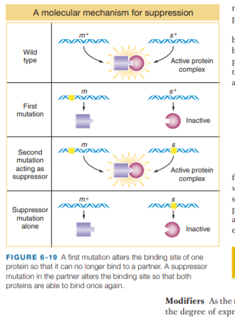 A molecular mechanism for suppression
s+
Wild
type
Active protein
complex
s+
VAVA
AVAVA
First
mutation
Inactive
m
Second
mutation
acting as
suppressor
Active protein
complex
m
Suppressor
mutation
alone
Inactive
FIGURE 6-19 A first mutation alters the binding site of one
protein so that it can no longer bind to a partner. A suppressor
mutation in the partner alters the binding site so that both
proteins are able to bind once again.
Modifiers As the
the degree of expr
- LE U
