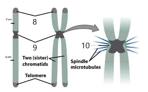 Parm
8
10
Two (sister).
Q arm
Spindle
microtubules
chromatids
Telomere
