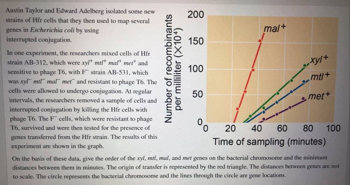 Austin Taylor and Edward Adelberg isolated some new
strains of Hfr cells that they then used to map several
200
mal+
genes in Escherichia coli by using
interrupted conjugation.
150
In one experiment, the researchers mixed cells of Hfr
strain AB-312, which were xyl* mtl* mal* met* and
sensitive to phage T6, with F strain AB-531, which
was xyl mtl mal met and resistant to phage T6. The
100
mt/+
cells were allowed to undergo conjugation. At regular
intervals, the researchers removed a sample of cells and
50
met+
interrupted conjugation by killing the Hfr cells with
phage T6. The F cells, which were resistant to phage
T6, survived and were then tested for the presence of
0.
20
40
60
80
100
genes transferred from the Hfr strain. The results of this
experiment are shown in the graph.
Time of sampling (minutes)
On the basis of these data, give the order of the xyl, mtl, mal, and met genes on the bacterial chromosome and the minimum
distances between them in minutes. The origin of transfer is represented by the red triangle. The distances between genes are not
to scale. The circle represents the bacterial chromosome and the lines through the circle are gene locations.
Number of recombinants
per milliliter (X104)
