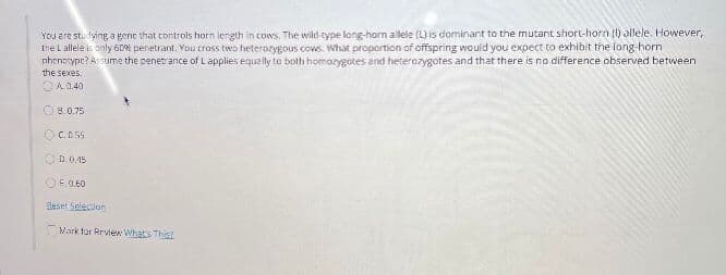 You are studying a gene that controls horn lergth in cows. The wild-type long-horn allele (L) is dominant to the mutant short-horn (l) allele. However,
tne L allele is only 60 penetrant, You cross two heterozygous cows. What proportion of offspring would you expect to exhibit the long-horn
nhenoype? Assume the penetrance of Lapplies equelly te both homozygotes and heterozygotes and that there is no difference observed between
7.
the sexes.
CA. 0.40
O8.0.75
O C.D55
O D.0.45
OE.0.60
Reset Selecion
Mark for Rrview What's Thist
