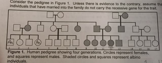 Consider the pedigree in Figure 1. Unless there is evidence to the contrary, assume tha
individuals that have married into the family do not carry the recessive gene for the trait.
Aa
Ar
3.
7
8
10
11
15 16 17
13
14
Figure 1. Human pedigree showing four generations. Circles represent females,
and squares represent males. Shaded circles and squares represent albino
individuals.
