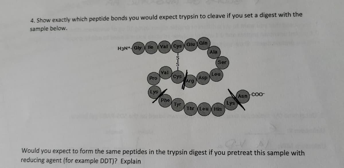 4. Show exactly which peptide bonds you would expect trypsin to cleave if you set a digest with the
sample below.
H3N+Gly Y lle Yval YCys Giu Gin
Ala
(Ser
Yal
Pro
Cys
Asp
Leu
Arg
(Lys
Phe
Tyr)
Asn FCO0-
Lys
Thr Leu Y His
Would you expect to form the same peptides in the trypsin digest if you pretreat this sample with
reducing agent (for example DDT)? Explain
