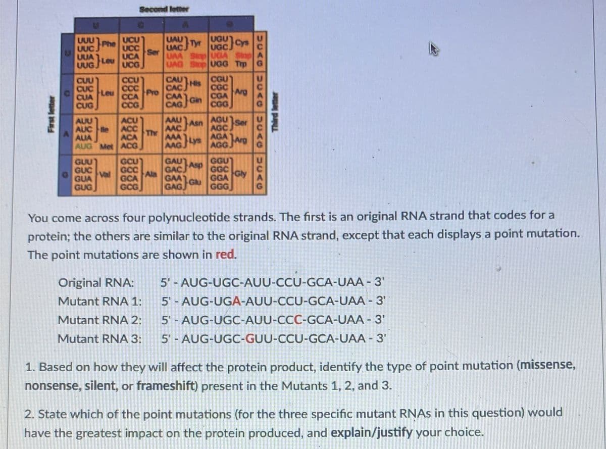 Second letter
UUU
UUC
UUA
UUG.
UCU
UCC
UCA
UCG
UAU
Tyr
UAC.
Ser
UAA Skp UGIA Stop
UGU
UGC.
Phe
Cys
Leu
UAG Sop UGG Trp
CGU
CGC
Arg
CGA
CCU
CAU
CUU
CUC
CUA
CUG
His
CAC
CAA
CAG Gin
CCC
Pro
CCA
Leu
CCG
CGG
ACU
AAUA
AGU
]Ser
AUU
Asn
AAC
AGC
AGA LArg
AGG.
AUC Be
ACC
ACA
Thr
AAA
AUA
AUG Met ACG
MGys
GUU
GUC
Val
GUA
GCU
GCC
GCA
GCG
Ala
GAA
Glu
GAG
GAU
GAC Asp
GGU
GGC
Gly
GGA
GGG
GUG
You come across four polynucleotide strands. The first is an original RNA strand that codes for a
protein; the others are similar to the original RNA strand, except that each displays a point mutation.
The point mutations are shown in red.
5' - AUG-UGC-AUU-CCU-GCA-UAA - 3'
5' - AUG-UGA-AUU-CCU-GCA-UAA - 3'
5' - AUG-UGC-AUU-CCC-GCA-UAA - 3'
5' - AUG-UGC-GUU-CCU-GCA-UAA - 3'
Original RNA:
Mutant RNA 1:
Mutant RNA 2:
Mutant RNA 3:
1. Based on how they will affect the protein product, identify the type of point mutation (missense,
nonsense, silent, or frameshift) present in the Mutants 1, 2, and 3.
2. State which of the point mutations (for the three specific mutant RNAS in this question) would
have the greatest impact on the protein produced, and explain/justify your choice.
First letter
Third letter
