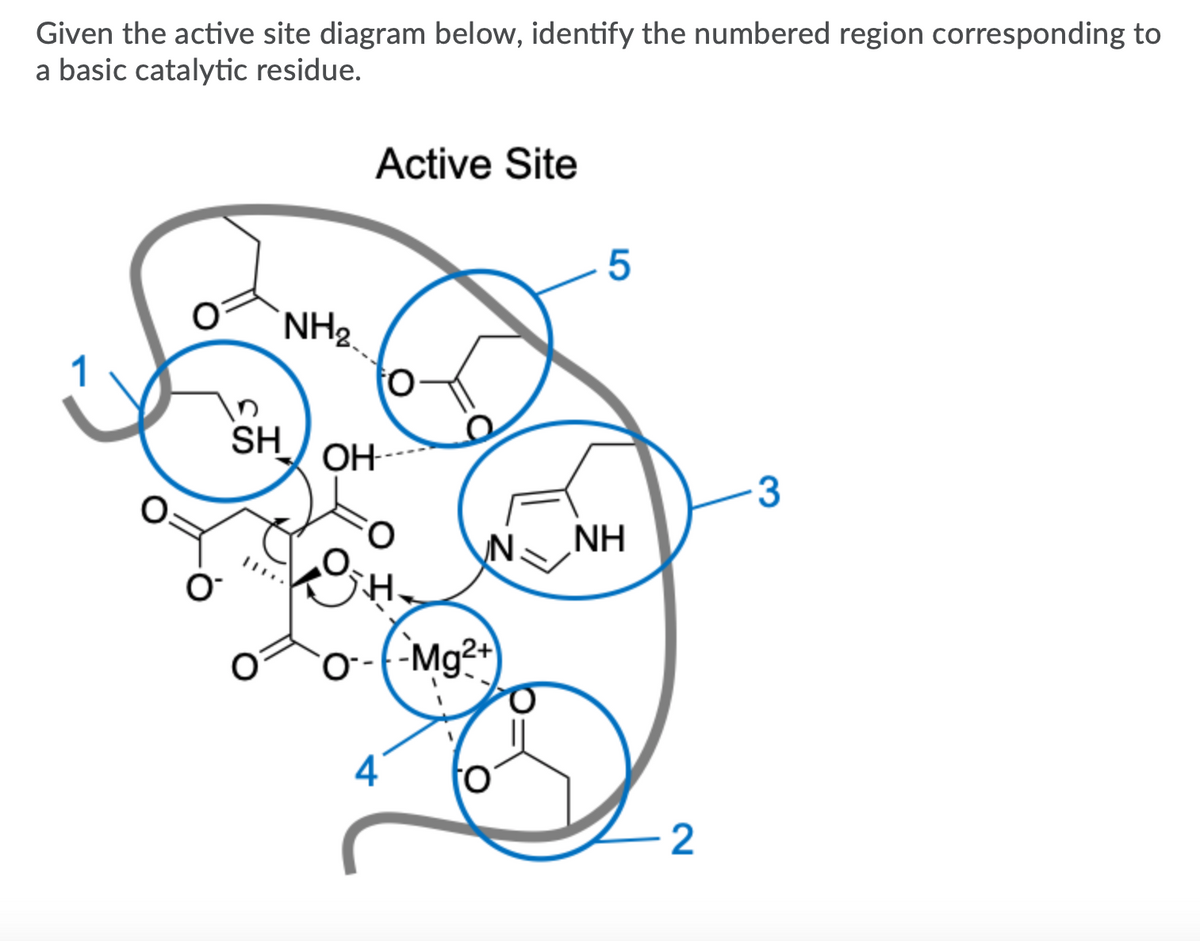 Given the active site diagram below, identify the numbered region corresponding to
a basic catalytic residue.
Active Site
NH2.
SH
N.
NH
H.
o-(-Mg²
4
2
