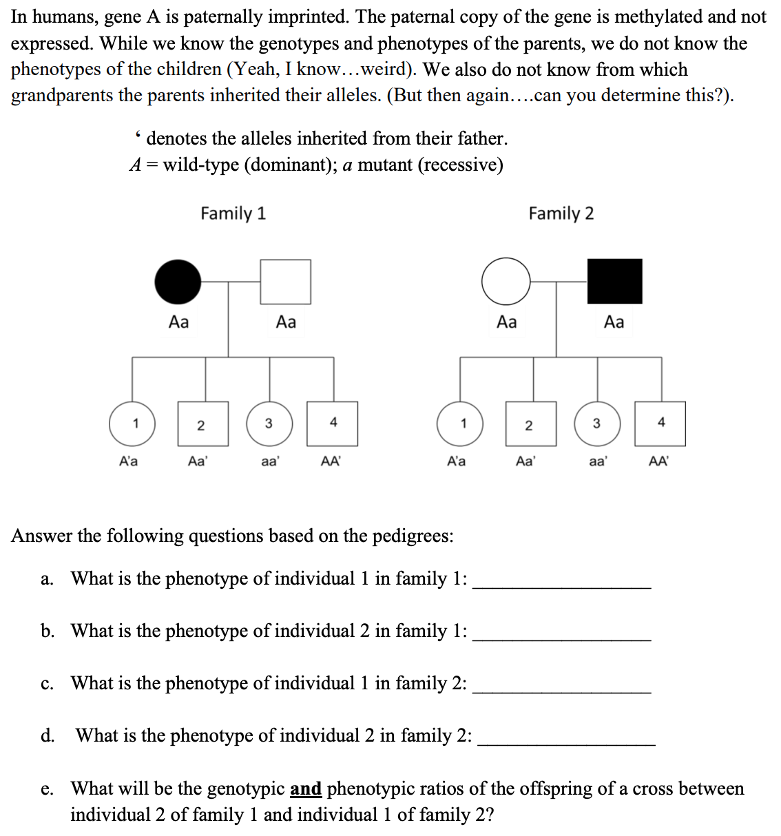 In humans, gene A is paternally imprinted. The paternal copy of the gene is methylated and not
expressed. While we know the genotypes and phenotypes of the parents, we do not know the
phenotypes of the children (Yeah, I know...weird). We also do not know from which
grandparents the parents inherited their alleles. (But then again....can you determine this?).
* denotes the alleles inherited from their father.
A = wild-type (dominant); a mutant (recessive)
Family 1
Family 2
Aa
Aa
Aa
Aa
1
2
3
4
1
2
3
4
A'a
Aa'
aa'
AA'
A'a
Aa'
aa'
AA'
Answer the following questions based on the pedigrees:
What is the phenotype of individual 1 in family 1:
а.
b. What is the phenotype of individual 2 in family 1:
с.
What is the phenotype of individual 1 in family 2:
d. What is the phenotype of individual 2 in family 2:
e. What will be the genotypic and phenotypic ratios of the offspring of a cross between
individual 2 of family 1 and individual 1 of family 2?
