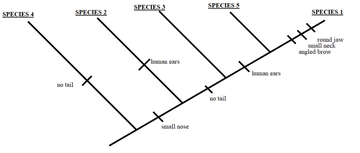 SPECIES 4
no tail
SPECIES 2
SPECIES 3
human ears
small nose
SPECIES 5
no tail
human ears
++
SPECIES 1
H
round jaw
small neck
angled brow