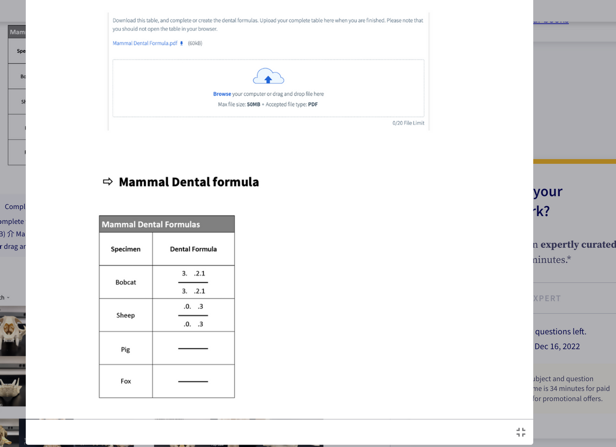Mam
th -
Spe
Bo
St
F
Compl
omplete
3) ₁ Ma
r drag ar
20
Download this table, and complete or create the dental formulas. Upload your complete table here when you are finished. Please note that
you should not open the table in your browser.
Mammal Dental Formula.pdf
(60kB)
➡Mammal Dental formula
Mammal Dental Formulas
Specimen
Bobcat
Sheep
Pig
Fox
Dental Formula
3. .2.1
3. .2.1
.0. .3
Browse your computer or drag and drop file here
Max file size: 50MB Accepted file type: PDF
.0. .3
|
0/20 File Limit
15
your
rk?
n expertly curated
ninutes.*
XPERT
questions left.
Dec 16, 2022
ubject and question
me is 34 minutes for paid
for promotional offers.