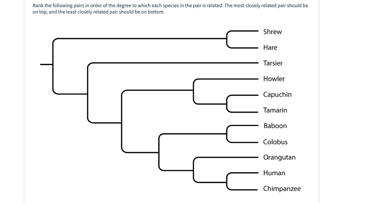 Rank the following pairs in order of the degree to which each species in the pair is related. The most closely related pair should be
on top, and the least closely related pair should be on bottom.
=
Shrew
Hare
Tarsier
Howler
Capuchin
Tamarin
Baboon
Colobus
Orangutan
Human
Chimpanzee