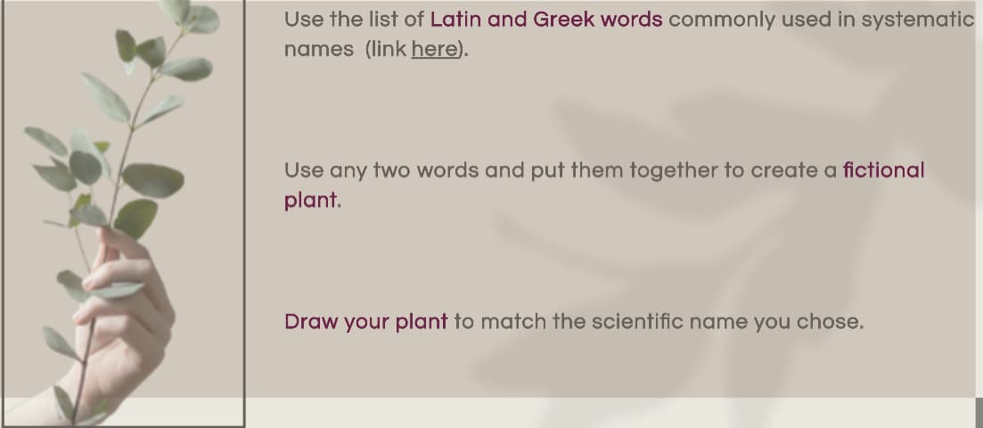 Use the list of Latin and Greek words commonly used in systematic
names (link here).
Use any two words and put them together to create a fictional
plant.
Draw your plant to match the scientific name you chose.