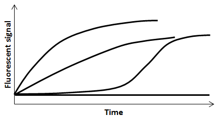 Time
Fluorescent signal
