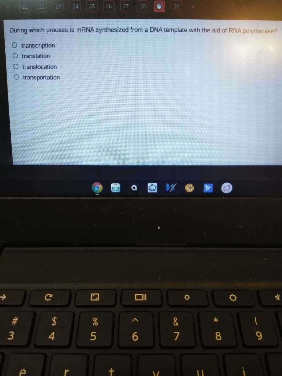 24
25
26
28
30
During which process is MRNA synthesized from a DNA template with the aid of RNA polymerase?
O transcription
O translation
O translocation
O transportation
MP3
C
火
2$
&
*
3
6
7
9.
e
23
