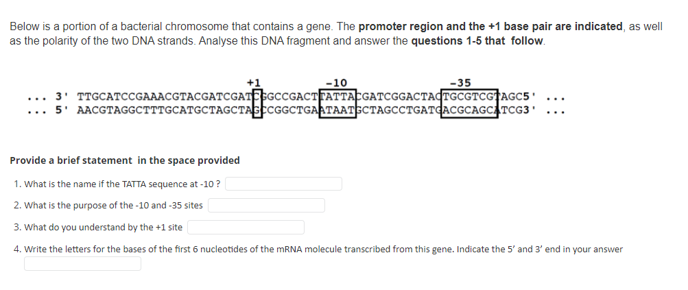 Below is a portion of a bacterial chromosome that contains a gene. The promoter region and the +1 base pair are indicated, as well
as the polarity of the two DNA strands. Analyse this DNA fragment and answer the questions 1-5 that follow.
+1
-10
-35
3' TTGCATCCGAAACGTACGATCGATESGCCGACTTATTACGATCGGACTACTGCGTCGTAGC5'
5' AACGTAGGCTTTGCATGCTAGCTAGCCGGCTGAATAATGCTAGCCTGATCACGCAGCATCG3'
...
...
Provide a brief statement in the space provided
1. What is the name if the TATTA sequence at -10 ?
2. What is the purpose of the -10 and -35 sites
3. What do you understand by the +1 site
4. Write the letters for the bases of the first 6 nucleotides of the mRNA molecule transcribed from this gene. Indicate the 5' and 3' end in your answer

