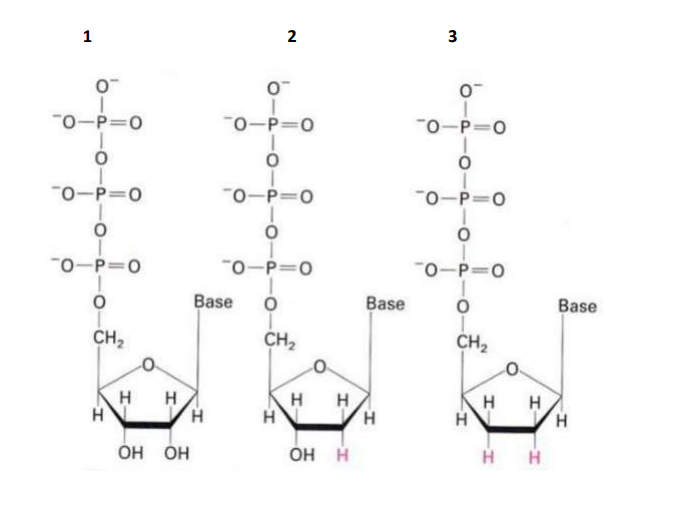 1
2
3
"0-P 0
"0-P=0
"0-P=0
"0-P=0
"0-P=0
"0-P=0
"0-P=0
0-P=0
"0-P=0
Base
Base
Base
CH,
CH,
CH2
H H
H
H H
H
H H
H.
H.
OH H
H H
но но
