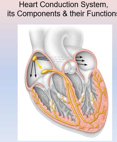 Heart Conduction System,
its Components & their Functions
