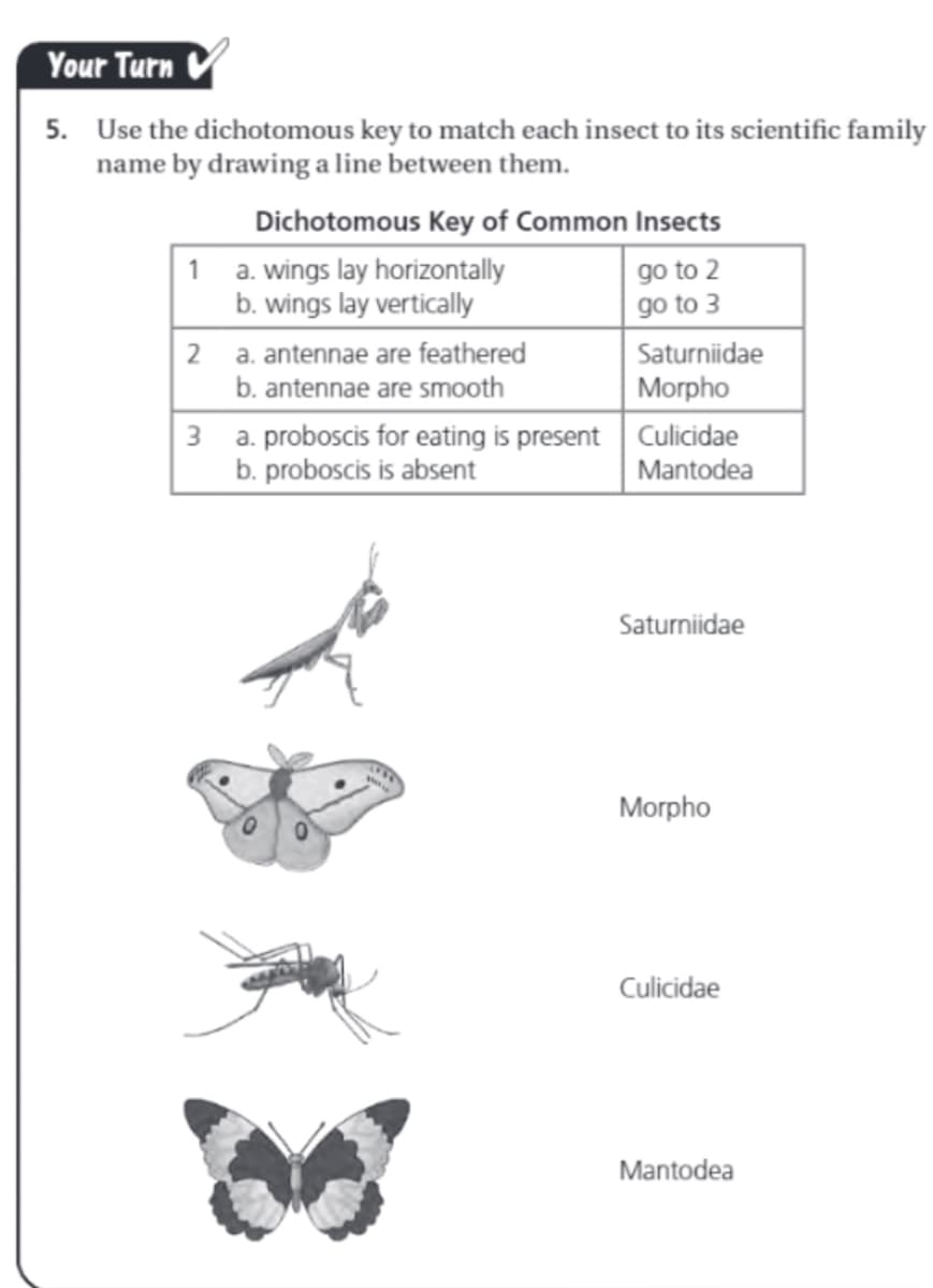 Your Turn V
5. Use the dichotomous key to match each insect to its scientific family
name by drawing a line between them.
Dichotomous Key of Common Insects
1 a. wings lay horizontally
b. wings lay vertically
go to 2
go to 3
2 a. antennae are feathered
b. antennae are smooth
Saturniidae
Morpho
3 a. proboscis for eating is present Culicidae
b. proboscis is absent
Mantodea
Saturniidae
Morpho
Culicidae
Mantodea
