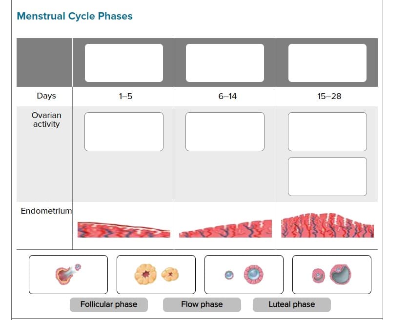 Menstrual Cycle Phases
Days
1-5
6-14
15-28
Ovarian
activity
Endometrium
Follicular phase
Flow phase
Luteal phase
