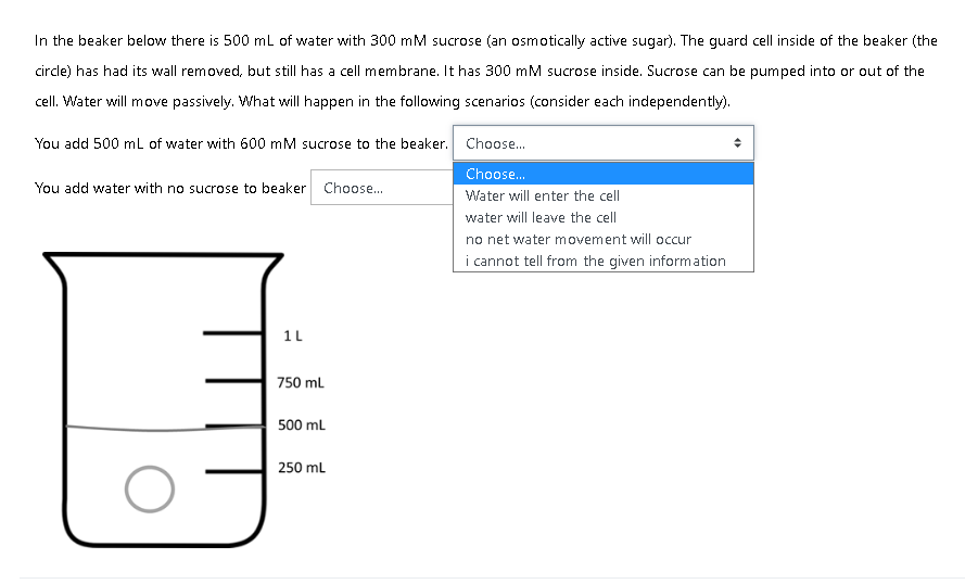 In the beaker below there is 500 mL of water with 300 mM sucrose (an osmotically active sugar). The guard cell inside of the beaker (the
circle) has had its wall removed, but still has a cell membrane. It has 300 mM sucrose inside. Sucrose can be pumped into or out of the
cell. Water will move passively. What will happen in the following scenarios (consider each independently).
You add 500 mL of water with 600 mM sucrose to the beaker. Choose.
Choose.
You add water with no sucrose to beaker Choose...
Water will enter the cell
water will leave the cell
no net water movement will occur
i cannot tell from the given information
1L
750 ml
500 ml
250 ml
