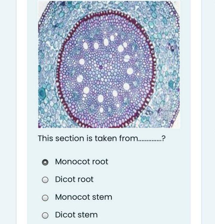 This section is taken from .?
Monocot root
Dicot root
O Monocot stem
Dicot stem
