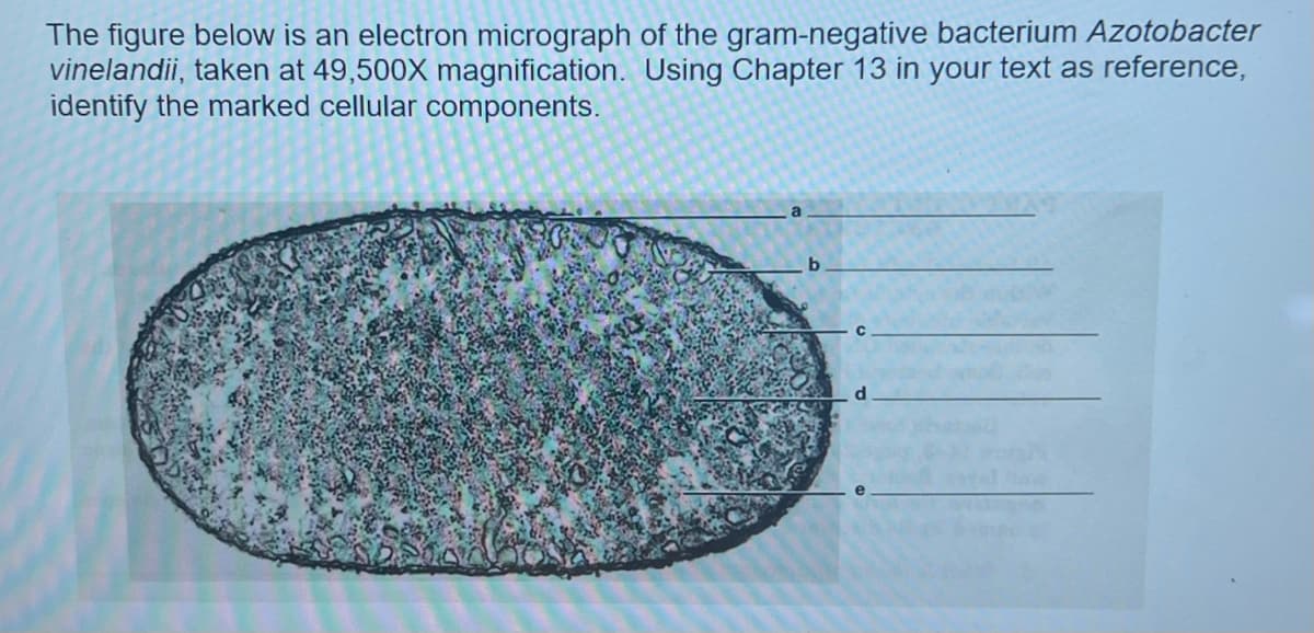 The figure below is an electron micrograph of the gram-negative bacterium Azotobacter
vinelandii, taken at 49,500X magnification. Using Chapter 13 in your text as reference,
identify the marked cellular components.
b