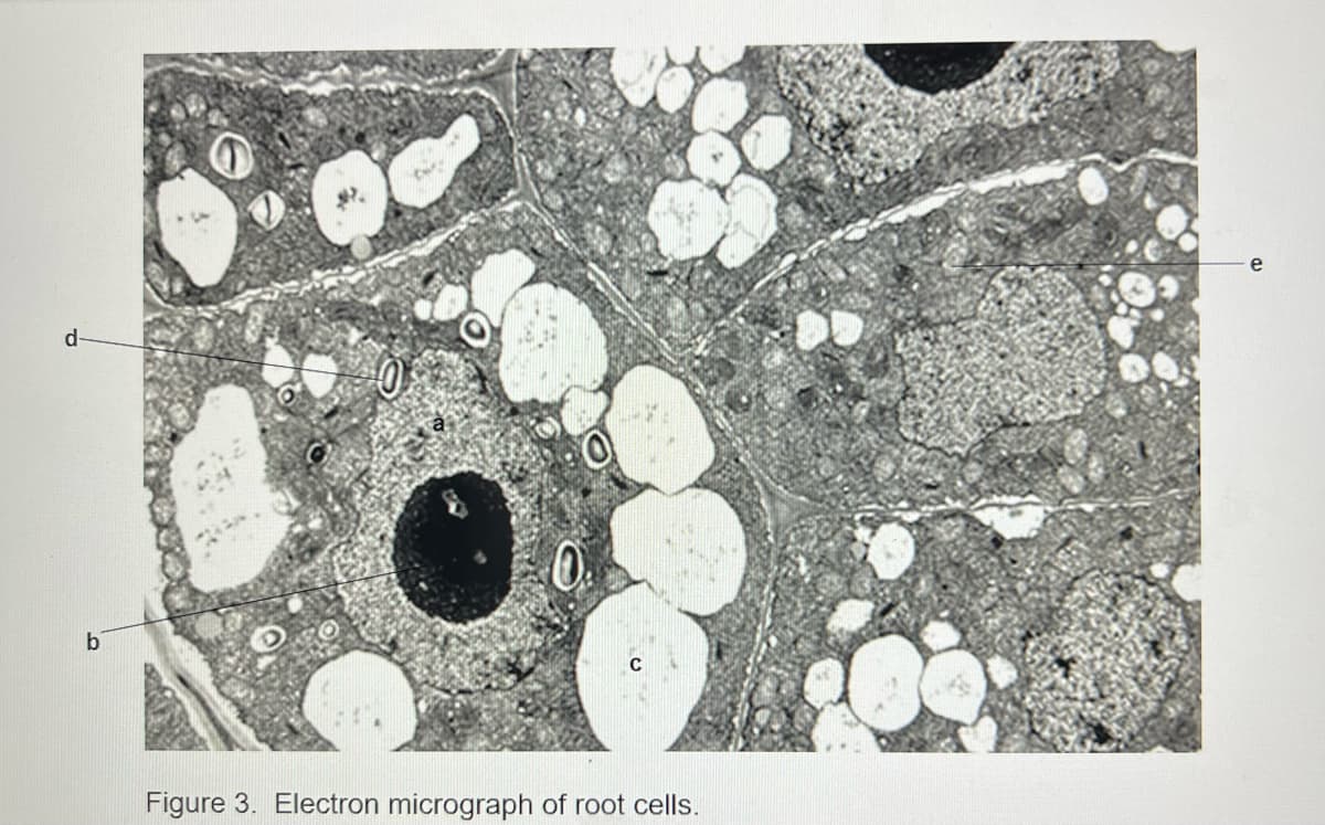 d-
b
0
0.
Figure 3. Electron micrograph of root cells.
e