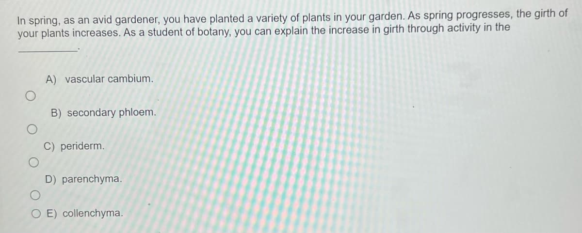 In spring, as an avid gardener, you have planted a variety of plants in your garden. As spring progresses, the girth of
your plants increases. As a student of botany, you can explain the increase in girth through activity in the
A) vascular cambium.
B) secondary phloem.
C) periderm.
D) parenchyma.
O E) collenchyma.