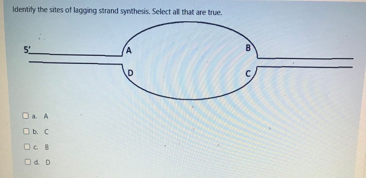 Identify the sites of lagging strand synthesis. Select all that are true.
5'
a. A
O b. C
O c. B
O d. D
