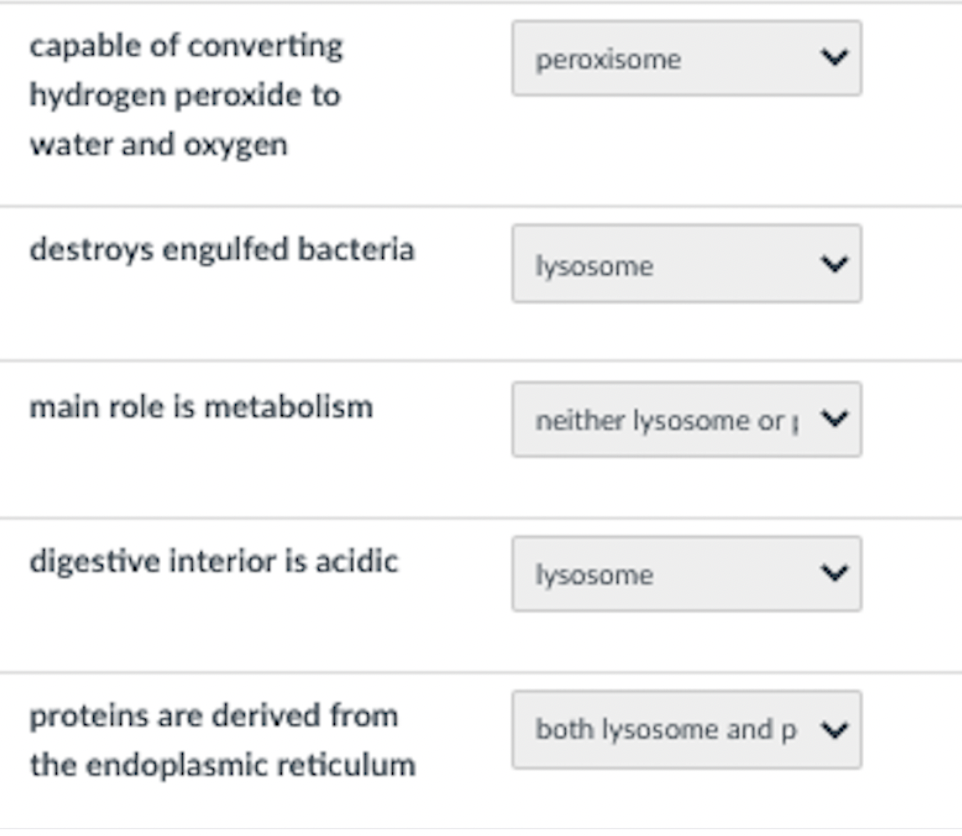 capable of converting
peroxisome
hydrogen peroxide to
water and oxygen
destroys engulfed bacteria
lysosome
main role is metabolism
neither lysosome or v
digestive interior is acidic
lysosome
proteins are derived from
both lysosome and p v
the endoplasmic reticulum
>
