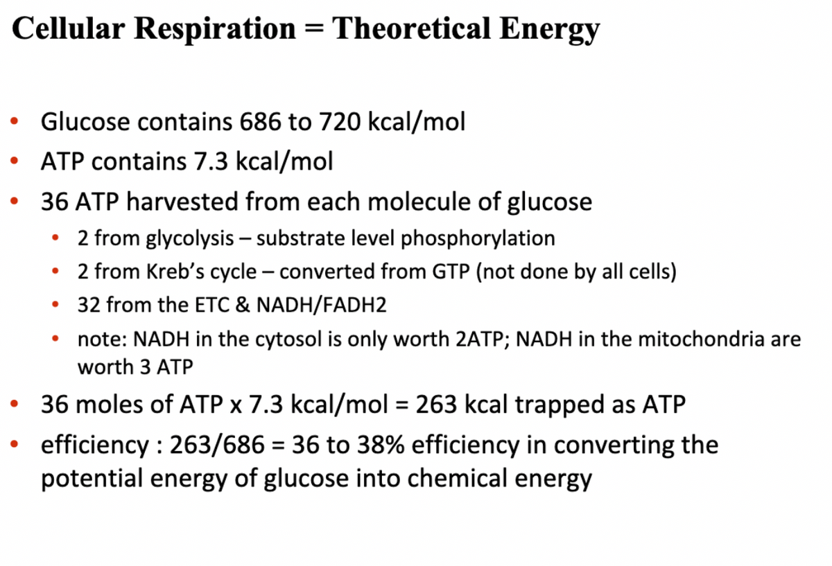 Cellular Respiration = Theoretical Energy
Glucose contains 686 to 720 kcal/mol
• ATP contains 7.3 kcal/mol
36 ATP harvested from each molecule of glucose
2 from glycolysis – substrate level phosphorylation
2 from Kreb's cycle – converted from GTP (not done by all cells)
32 from the ETC & NADH/FADH2
note: NADH in the cytosol is only worth 2ATP; NADH in the mitochondria are
worth 3 ATP
36 moles of ATP × 7.3 kcal/mol = 263 kcal trapped as ATP
efficiency : 263/686 = 36 to 38% efficiency in converting the
potential energy of glucose into chemical energy
