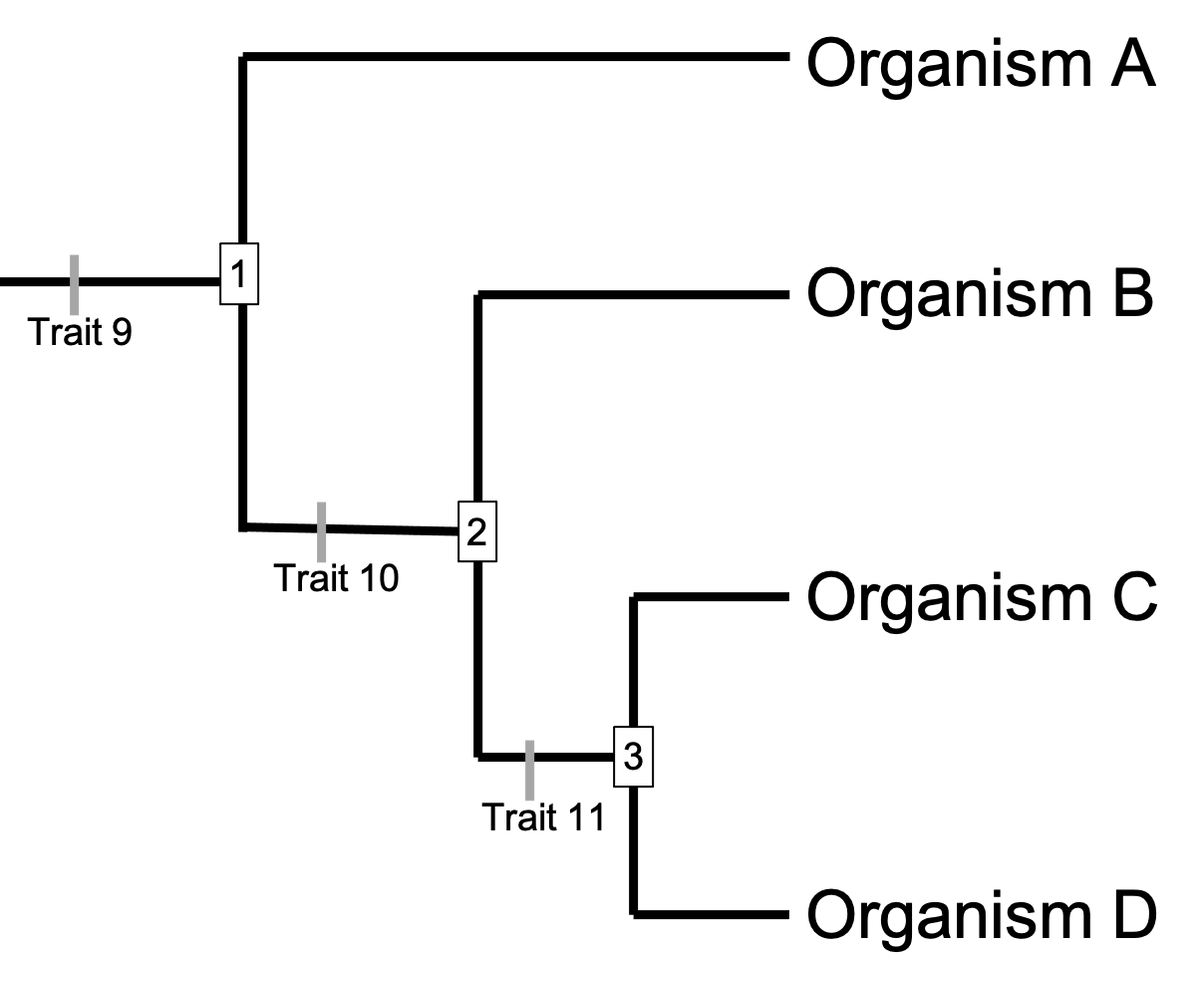 Organism A
1
Organism B
Trait 9
2
Trait 10
Organism C
3
Trait 11
Organism D
