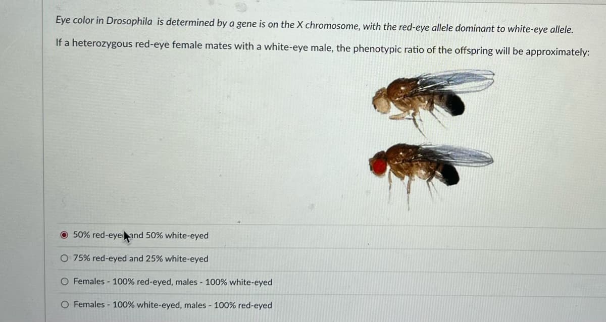 Eye color in Drosophila is determined by a gene is on the X chromosome, with the red-eye allele dominant to white-eye allele.
If a heterozygous red-eye female mates with a white-eye male, the phenotypic ratio of the offspring will be approximately:
O 50% red-eyeand 50% white-eyed
O 75% red-eyed and 25% white-eyed
O Females - 100% red-eyed, males - 100% white-eyed
O Females - 100% white-eyed, males - 100% red-eyed
