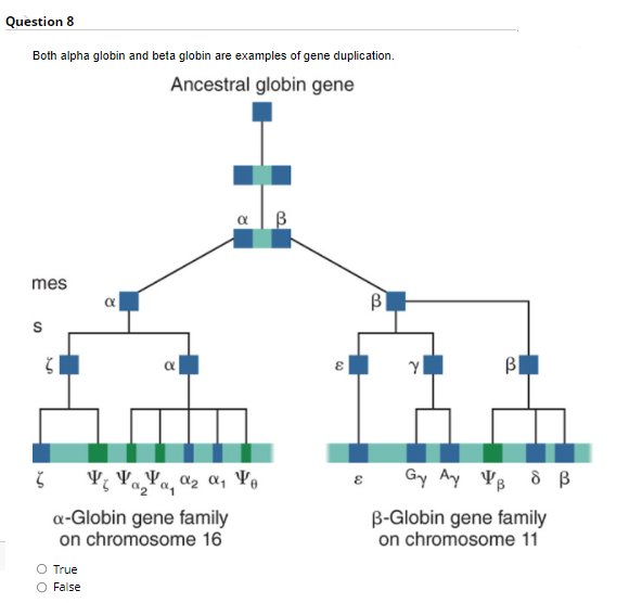Question 8
Both alpha globin and beta globin are examples of gene duplication.
Ancestral globin gene
a B
mes
B|
Gy Ay YB
a-Globin gene family
on chromosome 16
B-Globin gene family
on chromosome 11
True
O False
8.
