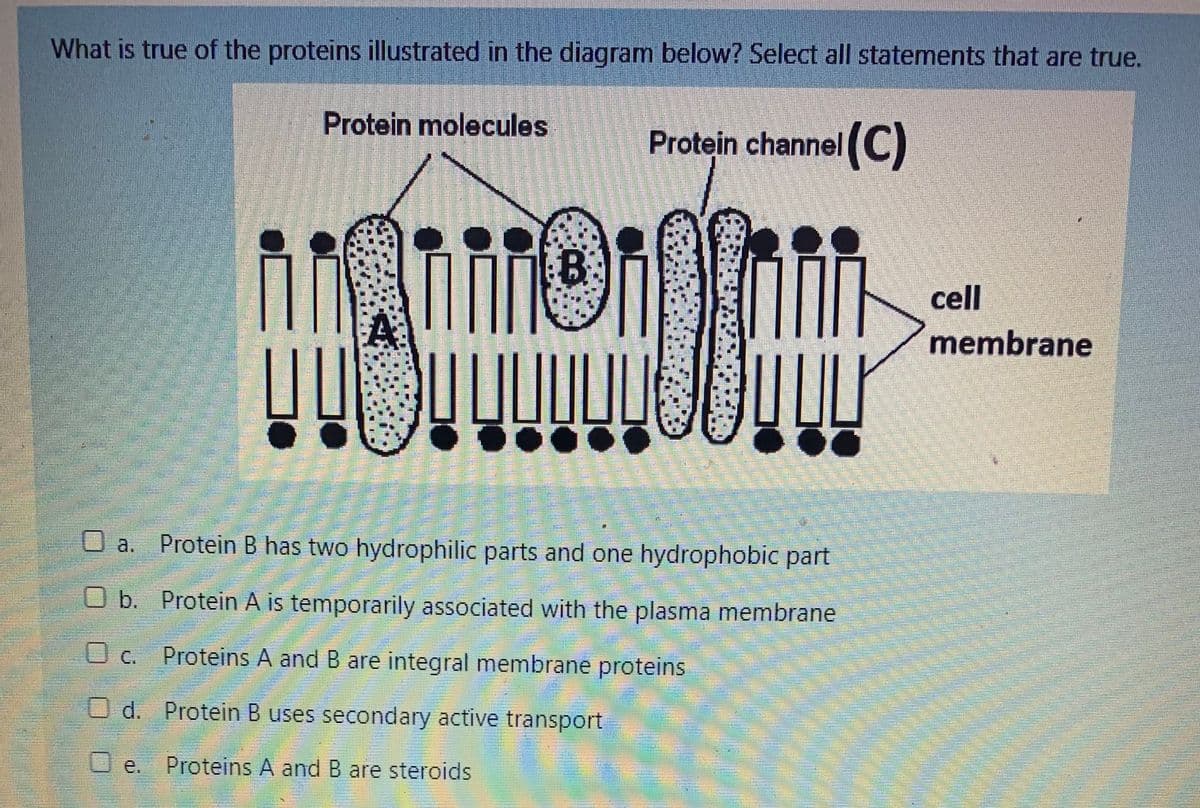 What is true of the proteins illustrated in the diagram below? Select all statements that are true.
Protein molecules
Protein channel C)
cell
membrane
O a. Protein B has two hydrophilic parts and one hydrophobic part
U b. Protein A is temporarily associated with the plasma membrane
O c. Proteins A and B are integral membrane proteins
O d. Protein B uses secondary active transport
O e. Proteins A and B are steroids
