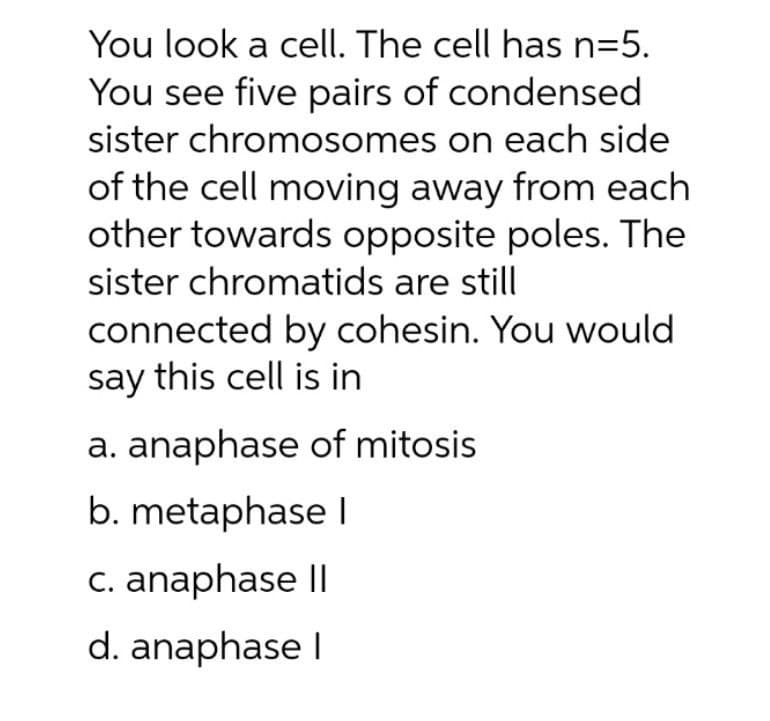 You look a cell. The cell has n=5.
You see five pairs of condensed
sister chromosomes on each side
of the cell moving away from each
other towards opposite poles. The
sister chromatids are still
connected by cohesin. You would
say this cell is in
a. anaphase of mitosis
b. metaphase I
c. anaphase II
d. anaphase I