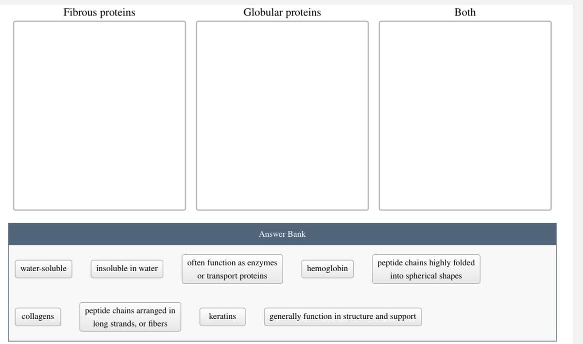 Fibrous proteins
water-soluble
collagens
insoluble in water
peptide chains arranged in
long strands, or fibers
Globular proteins
keratins
Answer Bank
often function as enzymes
or transport proteins
hemoglobin
Both
peptide chains highly folded
into spherical shapes
generally function in structure and support