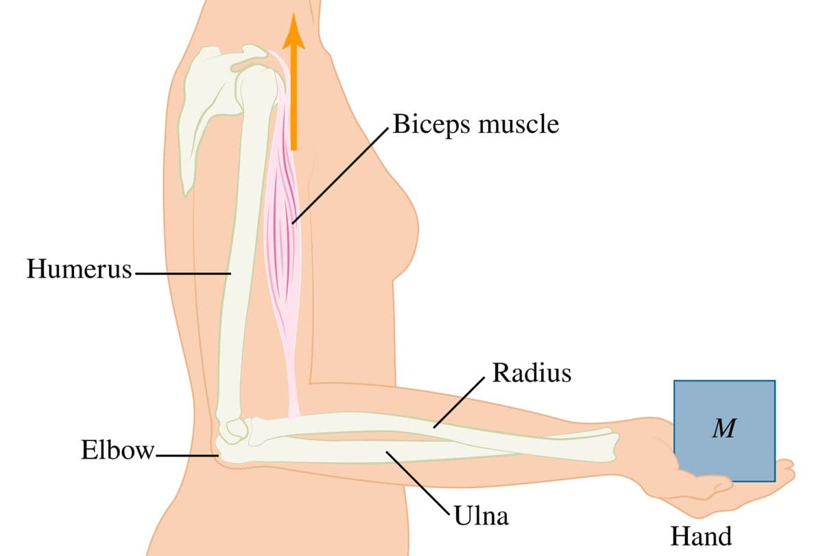 Biceps muscle
Humerus
Radius
M
Elbow-
Ulna
Hand

