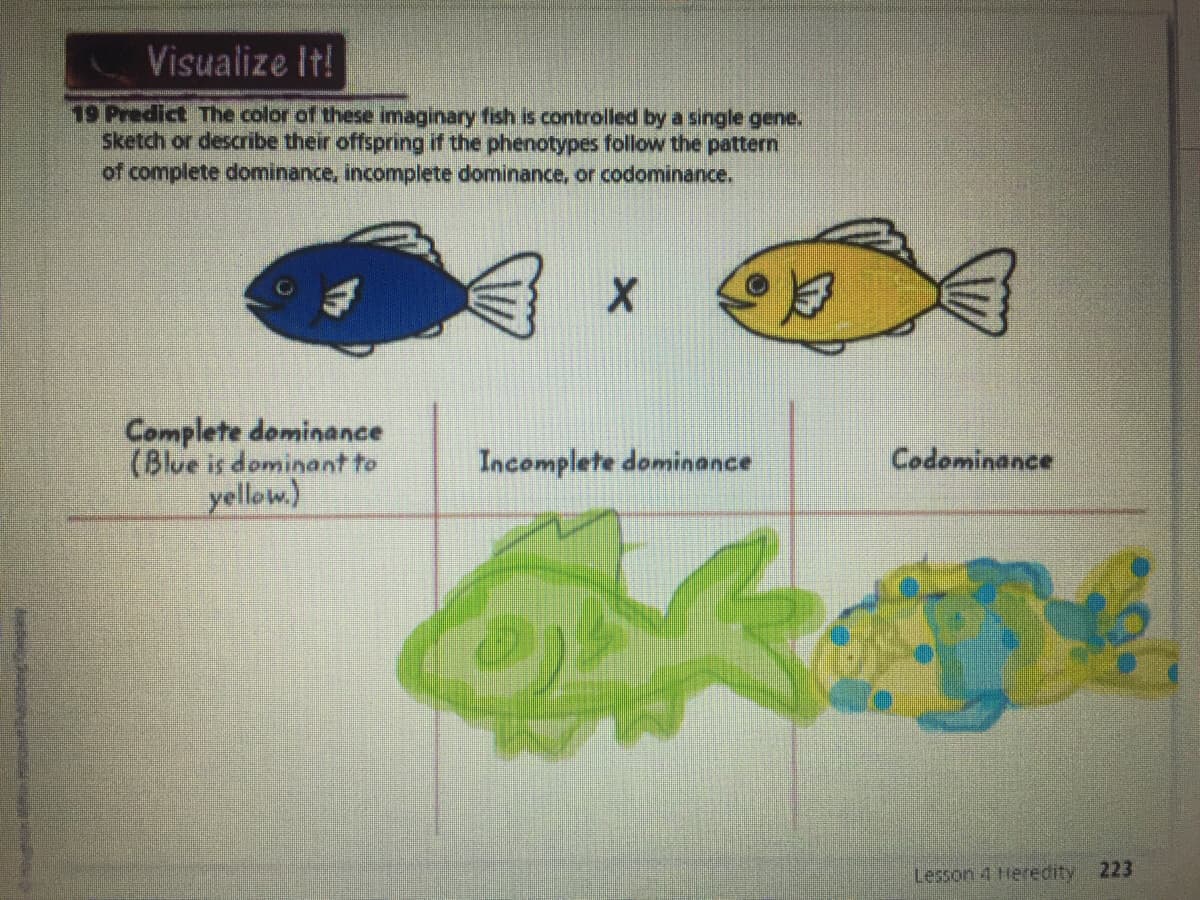 Visualize It!
19 Predict The color of these imaginary fish is controlled by a single gene.
Sketch or describe their offspring if the phenotypes follow the pattern
of complete dominance, incomplete dominance, or codominance.
Complete dominance
(Blue is dominant to
yellow.)
Incomplete dominance
Codominance
Lesson 4 Heredity 223
