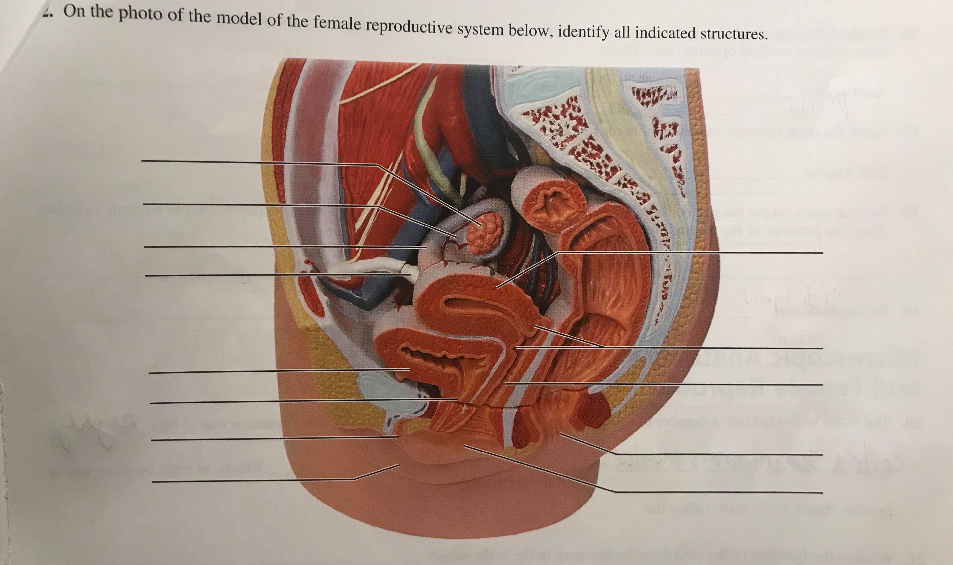 2. On the photo of the model of the female reproductive system below, identify all indicated structures.
