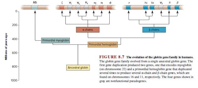 мь
7G YA
200-
a chalns
p chalns
400-
Primordlal myoglobin
Primordial hemoglobin
600-
FIGURE 8.7 The evolution of the globin gene family in humans.
The globin gene family evolved from a single ancestral globin gene. The
first gene duplication produced two genes, one that encodes myoglobin
(on chromosome 22) and a primordial hemoglobin gene that duplicated
several times to produce several a-chain and -chain genes, which are
found on chromosomes 16 and 11, respectively. The four genes shown in
gray are nonfunctional pseudogenes.
800-
Ancestral globin
1000
Milions of years ago
