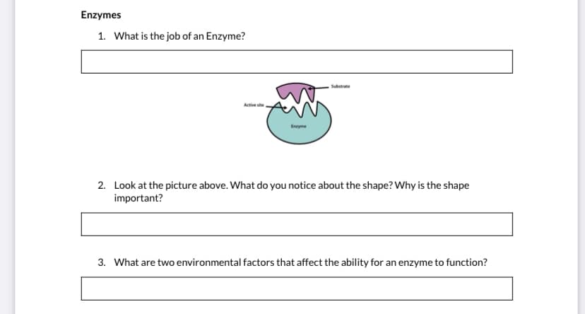 Enzymes
1. What is the job of an Enzyme?
Substrate
Active she
Enayme
2. Look at the picture above. What do you notice about the shape? Why is the shape
important?
3. What are two environmental factors that affect the ability for an enzyme to function?
