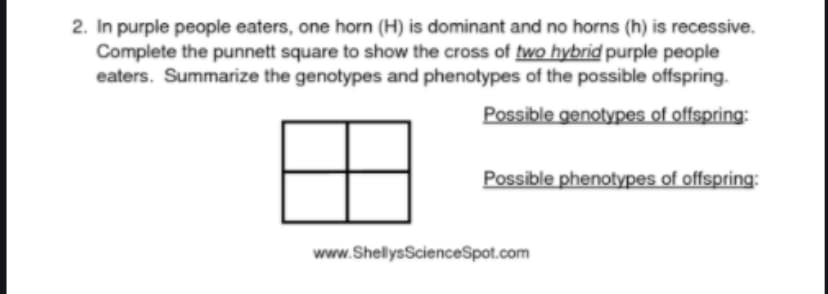 2. In purple people eaters, one horn (H) is dominant and no horns (h) is recessive.
Complete the punnett square to show the cross of two hybrid purple people
eaters. Summarize the genotypes and phenotypes of the possible offspring.
Possible genotypes of offspring:
Possible phenotypes of offspring:
www.ShellysScienceSpot.com
