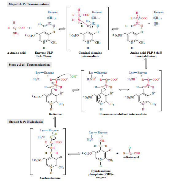 Steps 1 & l': Transimination:
Enzyme
Enzyme
H
Enzyme
R-C-CO0
H-N
(CH2)4
(CH)4
(CH)4
H
H-C
H
H-
NH
H-C
R-
-COO +
NH,
2-0, PO
20,PO
CH3
CH3
CH
H
Amino acid-PLP Sehiff
base (aldimine)
a-Amino acid
Enzyme-PLP
Schiff base
Geminal diamine
intermediate
Steps 2 & 2': Tautomerization:
Lyn-Enzyme
Lys - Enzyme
Lys-Enzyme
COH
H,N:
R-
C00
H,NH R-Ça C00
H,NH
R-Ça-CO0
H-C
H-C
10,PO
CH3
CH,
CH
Ketimine
Resonance-stabilized intermediate
Steps 3 & 3': Hydrolysis:
Lyn-Enzyme
Lys - Enzyme
H.
H,N:
H,N:
R-C-CO0
H-C-H
NH
H-C-H
2-0, PO
R--CO0
a-Keto acid
20, PO
CH
CH
Pyridoxamine
phosphate (PMP)-
Carbinolamine
enzyme
