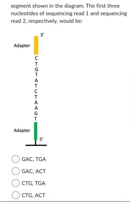 segment shown in the diagram. The first three
nucleotides of sequencing read 1 and sequencing
read 2, respectively, would be:
Adapter
Adapter
CTGTATUTAAGT
3'
5'
GAC, TGA
GAC, ACT
CTG, TGA
CTG, ACT